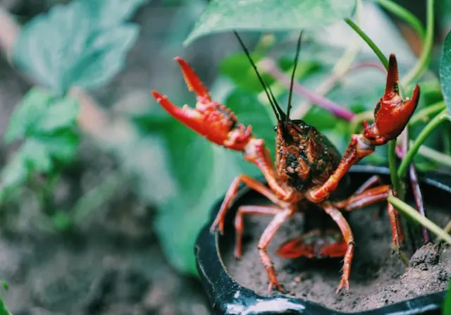 Crayfish vs Crawfish: What’s the Difference?
